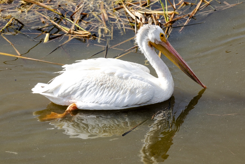 American White Pelican Port Aransas 2020
